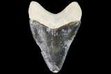 Serrated, Fossil Megalodon Tooth - Florida #110453-1